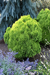 Morgan Oriental Arborvitae (Thuja orientalis 'Morgan') at Make It Green Garden Centre