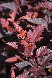 Little Angel Ninebark (Physocarpus opulifolius 'Hoogi016') at Make It Green Garden Centre