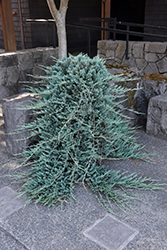 Blue Rug Juniper (Juniperus horizontalis 'Wiltonii') at Make It Green Garden Centre