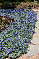 Blue My Mind Morning Glory (Evolvulus 'USEVO1201') at Make It Green Garden Centre