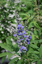 Chaste Tree (Vitex agnus-castus) at Lurvey Garden Center