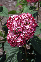 Invincibelle Ruby Hydrangea (Hydrangea arborescens 'NCHA3') at Make It Green Garden Centre