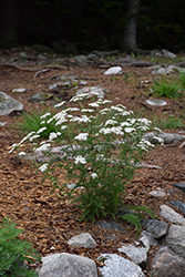 Common Yarrow (Achillea millefolium) at Lurvey Garden Center