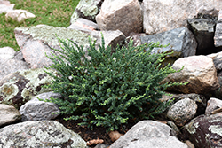 Spreading Common Juniper (Juniperus communis 'var. montana') at Make It Green Garden Centre