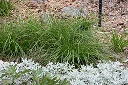 Appalachian Sedge (Carex appalachica) at Make It Green Garden Centre