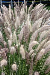 Fountain Grass (Pennisetum setaceum) at Make It Green Garden Centre