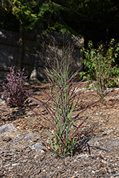 Hot Rod Switch Grass (Panicum virgatum 'Hot Rod') at Make It Green Garden Centre