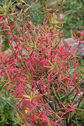 Dwarf Turkestan Burning Bush (Euonymus nanus 'Turkestanicus') at Make It Green Garden Centre