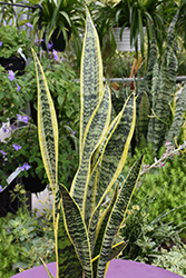 Striped Snake Plant (Sansevieria trifasciata 'Laurentii') at Make It Green Garden Centre