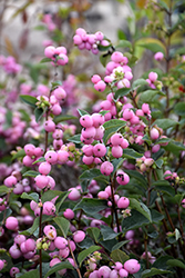 Candy Coralberry (Symphoricarpos x doorenbosii 'Kolmcan') at Make It Green Garden Centre