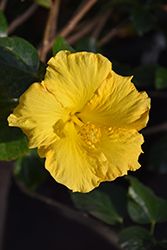 Yellow Hibiscus (Hibiscus rosa-sinensis 'Yellow') at Make It Green Garden Centre