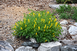 Golden Corydalis (Corydalis lutea) at Lurvey Garden Center