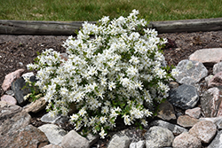 Lotus Moon Pearlbush (Exochorda x macrantha 'Bailmoon') at Make It Green Garden Centre