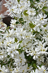 Lotus Moon Pearlbush (Exochorda x macrantha 'Bailmoon') at Make It Green Garden Centre