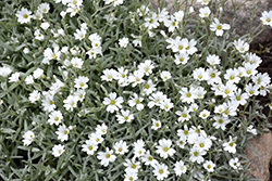 Snow-In-Summer (Cerastium tomentosum) at Make It Green Garden Centre