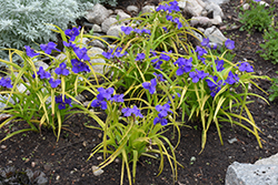 Sweet Kate Spiderwort (Tradescantia x andersoniana 'Sweet Kate') at Make It Green Garden Centre