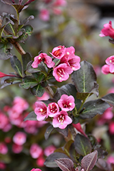 Tango Weigela (Weigela florida 'Tango') at Make It Green Garden Centre