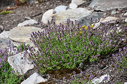 Lemon Thyme (Thymus x citriodorus) at Lurvey Garden Center