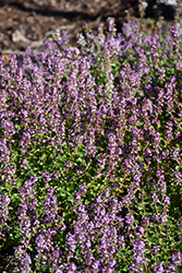 Lemon Thyme (Thymus x citriodorus) at Lurvey Garden Center