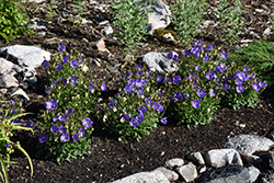 Rapido Blue Bellflower (Campanula carpatica 'Rapido Blue') at Make It Green Garden Centre