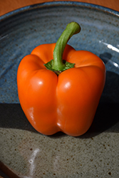 Orange Bell Pepper (Capsicum annuum 'Orange Bell') at Make It Green Garden Centre
