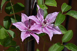 Pink Fantasy Clematis (Clematis 'Pink Fantasy') at Make It Green Garden Centre