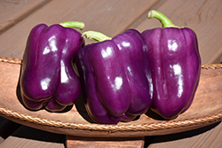 Purple Bell Pepper (Capsicum annuum 'Purple Bell') at Make It Green Garden Centre