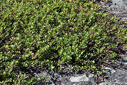 Bearberry (Arctostaphylos uva-ursi) at Make It Green Garden Centre