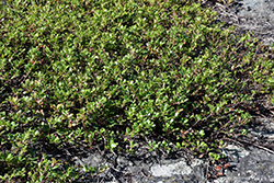 Bearberry (Arctostaphylos uva-ursi) at Lurvey Garden Center