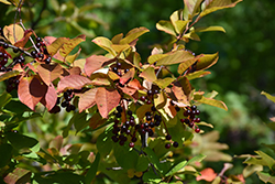 Chokecherry (Prunus virginiana) at Make It Green Garden Centre