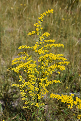Canadian Goldenrod (Solidago canadensis) at Make It Green Garden Centre