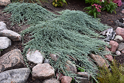 Icee Blue Juniper (Juniperus horizontalis 'Icee Blue') at Lurvey Garden Center