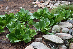 Heartleaf Bergenia (Bergenia cordifolia) at Lurvey Garden Center