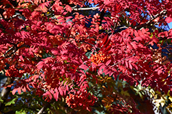 Showy Mountain Ash (Sorbus decora) at Make It Green Garden Centre