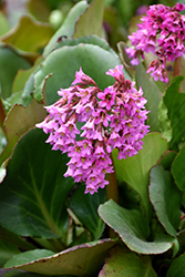 Heartleaf Bergenia (Bergenia cordifolia) at Make It Green Garden Centre