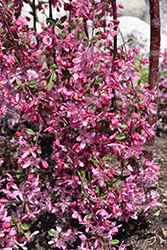 Royal Beauty Flowering Crab (Malus 'Royal Beauty') at Make It Green Garden Centre