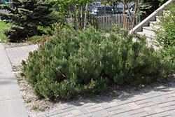 Dwarf Mugo Pine (Pinus mugo var. pumilio) at Make It Green Garden Centre