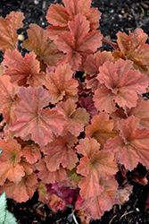 Northern Exposure Amber Coral Bells (Heuchera 'TNHEUNEA') at Make It Green Garden Centre