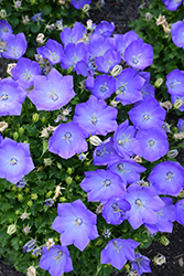 Rapido Blue Bellflower (Campanula carpatica 'Rapido Blue') at Make It Green Garden Centre