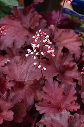 Forever Red Coral Bells (Heuchera 'Forever Red') at Make It Green Garden Centre