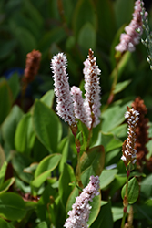 Dimity Dwarf Fleeceflower (Persicaria affinis 'Dimity') at Make It Green Garden Centre