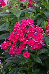 Red Flame Garden Phlox (Phlox paniculata 'Red Flame') at Make It Green Garden Centre