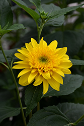 Happy Days Sunflower (Helianthus 'Happy Days') at Make It Green Garden Centre
