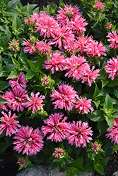 Pink Lace Beebalm (Monarda didyma 'Pink Lace') at Make It Green Garden Centre