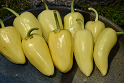 Mariachi Pepper (Capsicum annuum 'Mariachi') at Make It Green Garden Centre