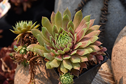 Chick Charms Cranberry Cocktail Hens And Chicks (Sempervivum 'Cranberry Cocktail') at Make It Green Garden Centre