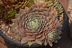 Chick Charms Berry Blues Hens And Chicks (Sempervivum 'Berry Blues') at Make It Green Garden Centre