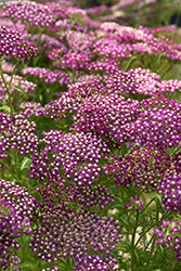 New Vintage Violet Yarrow (Achillea millefolium 'Balvinolet') at Make It Green Garden Centre