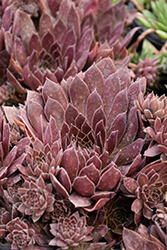 Chick Charms Chocolate Kiss Hens And Chicks (Sempervivum 'Chocolate Kiss') at Make It Green Garden Centre