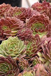 Chick Charms Cherry Berry Hens And Chicks (Sempervivum 'Cherry Berry') at Make It Green Garden Centre